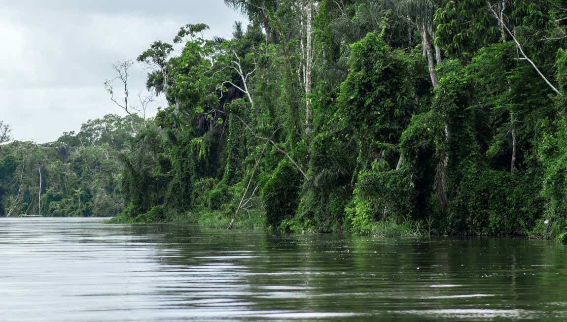 3-Day Amazon Rainforest Tour - Foto 1