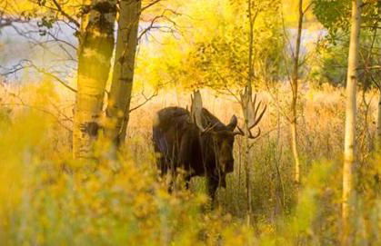 Stone Skipper Lodge - Foto 43