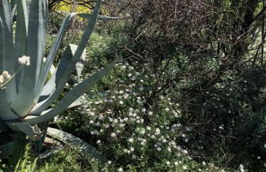 Casa-Finca El Maipéz de Tejeda - Foto 27