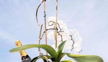 Residence Riviera - Foto 5