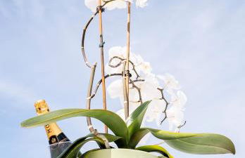 Residence Riviera - Foto 5