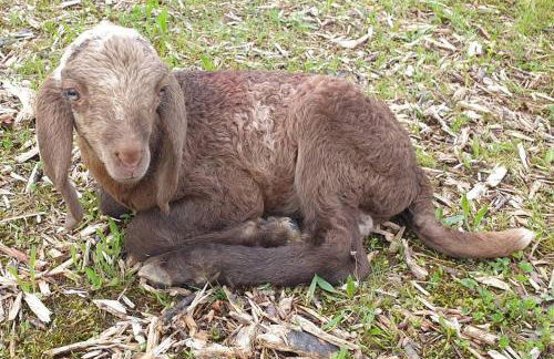 Agriturismo l'Eremo - Foto 50