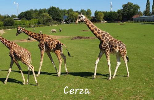 Appartement hyper centre, cathédrale, fibre - Photo 27