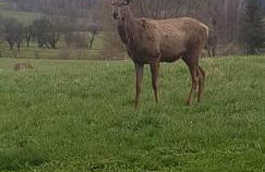Domek u Hołąbków - Foto 14