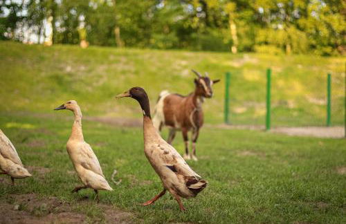 Ferienhof Ostarle - Foto 57