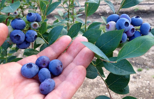 Seaside House 2 Double Bedrooms With Spectacular Mountain Sea View - Foto 11