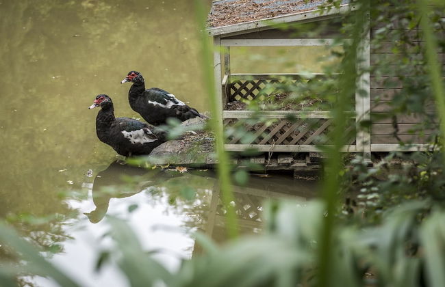 The Vale Penrose - Foto 46