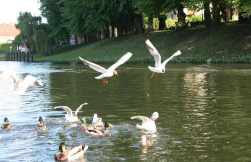 Villa Seeschwalbe Plau - Foto 58