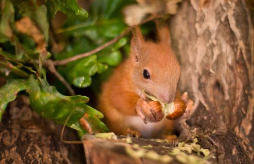 Żurawie gniazdo, elegancki zakątek w Puszczy Białowieskiej - Foto 39