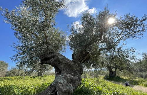 Stonevillas and Seaview Garden Marion - Foto 65