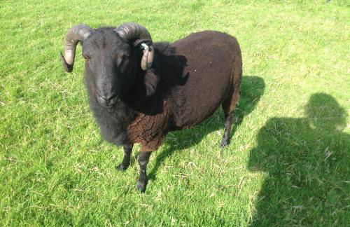 Molehill lodge - Foto 28