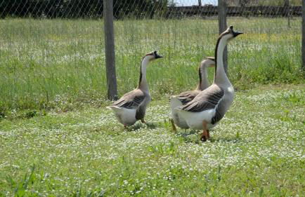 La collina delle fonti - Foto 43