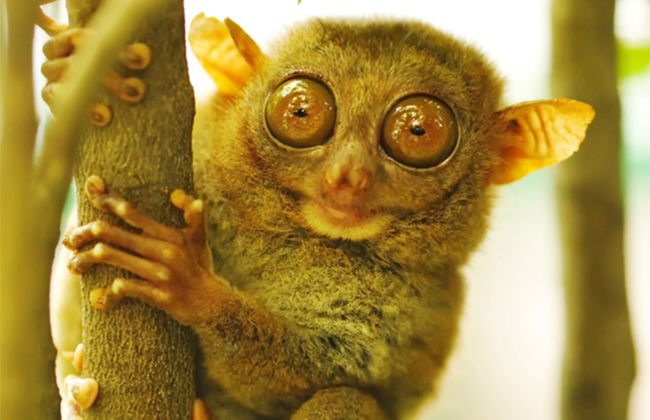 Bohol Wildlife and Nature Tour - Photo 2