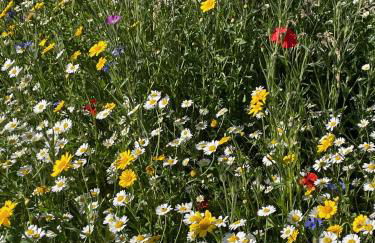 Luxurious Granny House Bell Busk in Malhamdale - Foto 47