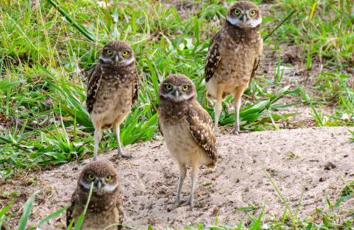 Beautiful condo with pools, spas, tennis and dining - Foto 46