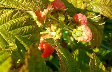 Apartman Goran - 130m Radiochirurgia - Foto 39