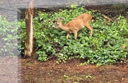 FeWo im Vest - Foto 28