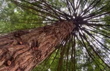 ~* The Spectacular Spyglass Treehouse *~ - Foto 29