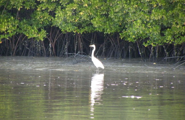 Kounakito - Meaning 'welcome' - Foto 25