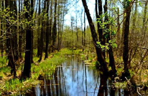 Mazury - Giżycko - Harsz - Domki - ApartMazury Osada - Foto 66
