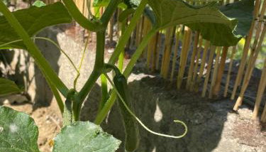 The Doctor's house - Το σπίτι του γιατρού - Foto 5