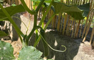 The Doctor's house - Το σπίτι του γιατρού - Photo 5