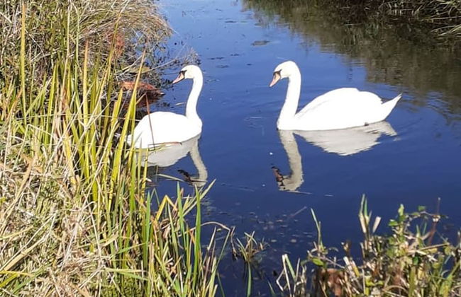 The Crabshack Cottage Normans Bay Pevensey - Foto 62