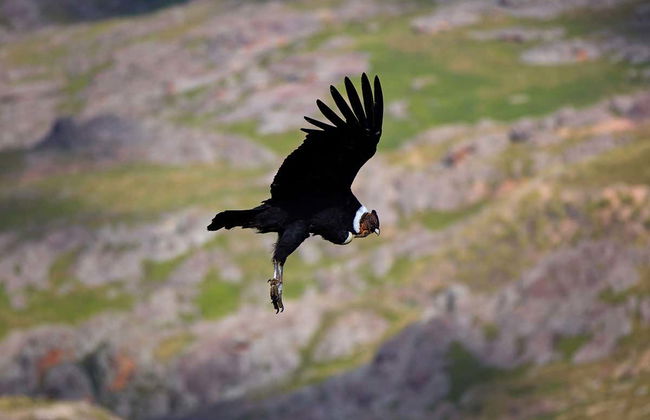Trekking por el macizo de Los Gigantes - Foto 6
