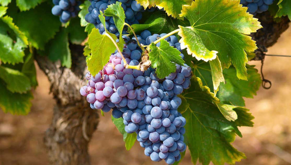 Mont Sainte-Victoire Wine Tour - Foto 1