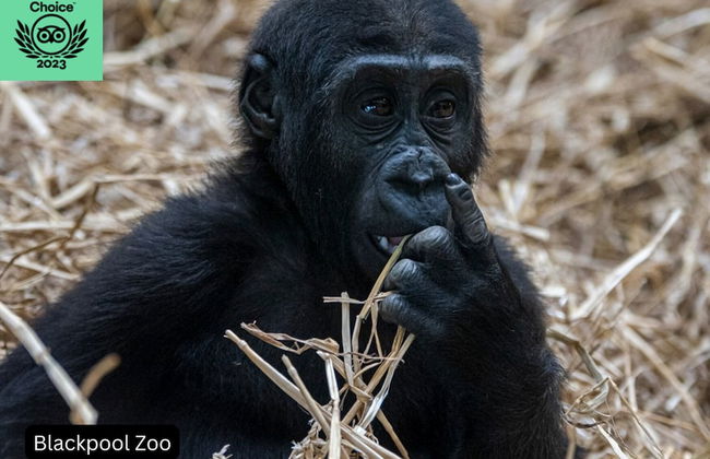 Manor House Farm - Foto 42