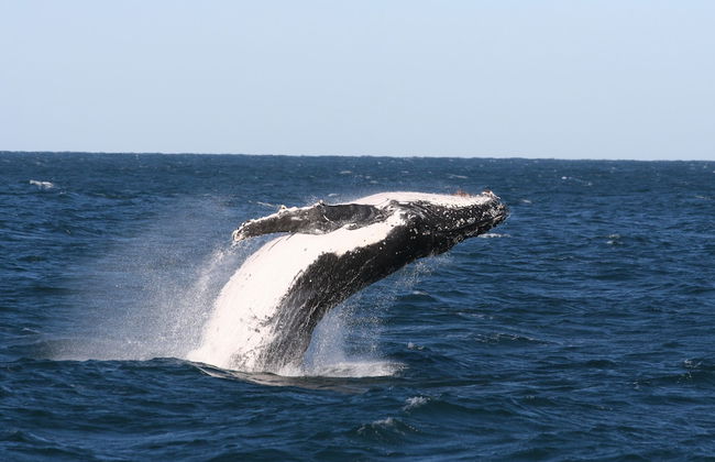 Nelson Bay Breeze Holiday Apartments - Foto 35