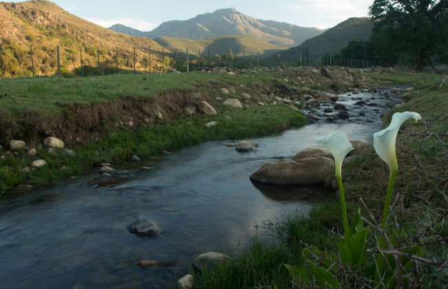 De Kombuys Estate - Foto 61