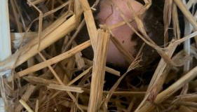 Ferienwohnung „Am Gnaucks Hutberg“ - Foto 3