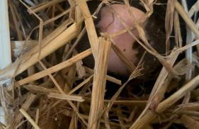 Ferienwohnung „Am Gnaucks Hutberg“ - Foto 3