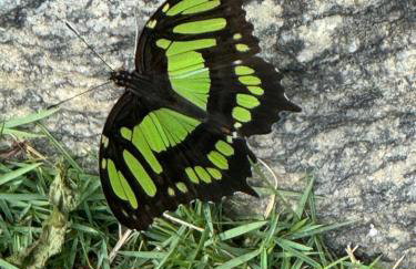 Casa do Roberto Burle Marx - Foto 49