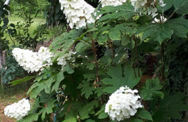 L’escale côté jardin - Foto 10