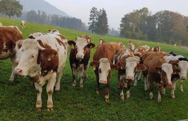 Ferienwohnung im Gartenparadies - Foto 25