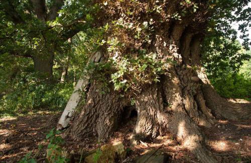 Laundry Cottage in a Nature Reserve - Sunday Times 100 coolest Cottages - Foto 10