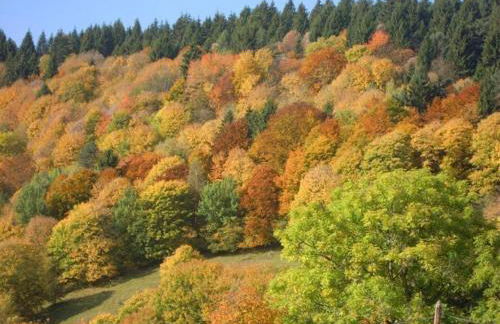 Les Hirondelles - Foto 23