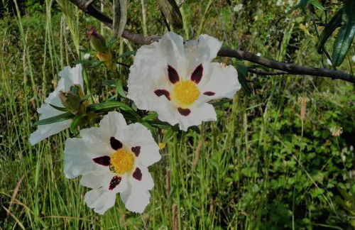 A Velha Casa - Foto 17