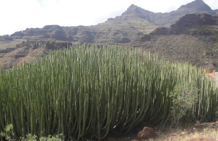 Casa El Pino - Foto 41