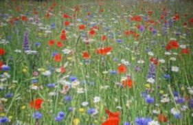 Appartamenti DOLOMITI - Foto 75