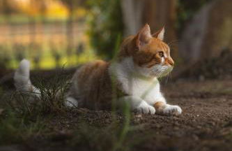 Trebisonda Country Resort - Foto 21