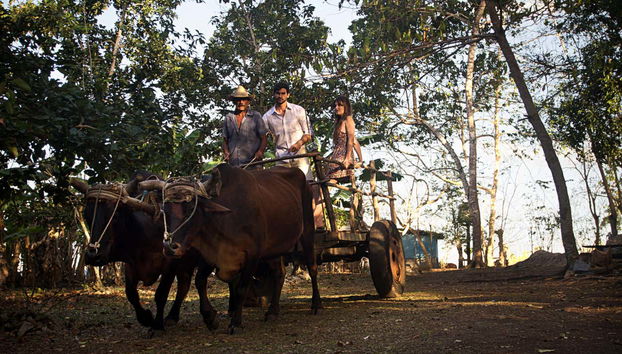 Un carro tainato da buoi