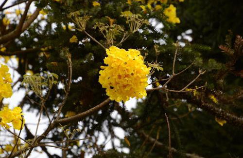 Quintal das Araucárias hospedagem - Foto 23