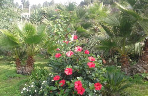 Finca las Palmeras - Foto 43