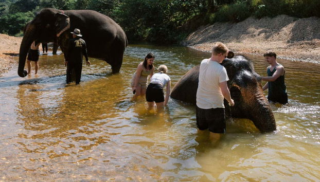 Take a dip with the elephants