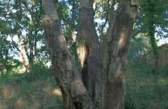 casa con bosco e vista mare - Foto 24