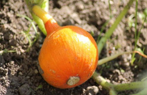 Gemuetliche Ferienunterkuenfte mit Garten in Zweedorf - Foto 42