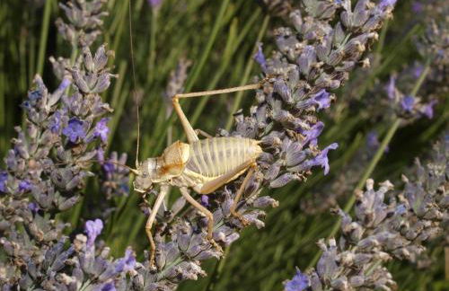 Gîte Aux Tournesols - Photo 33